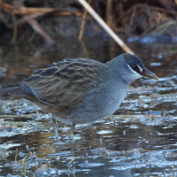 White-browed Crake